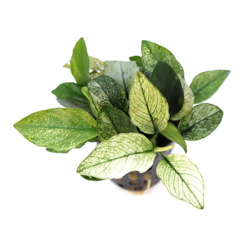 Dennerle Anubias nana Pinto - imagine 4